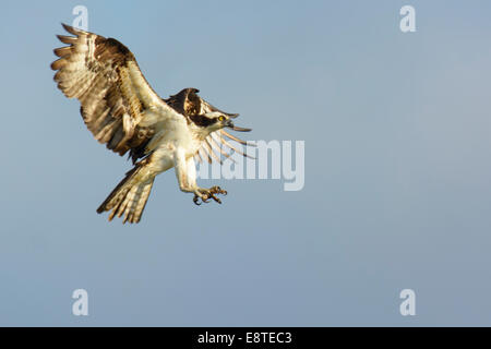 Fischadler, landet Pandion Haliaetus auf Nest in der Nähe von Fenwick, De. Stockfoto