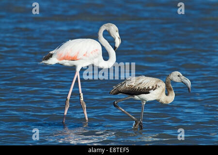 größere Flamingo (Phoenicopterus Roseus) alleinstehenden und Küken laufen im flachen Wasser, Camargue, Frankreich, August 2014 Stockfoto