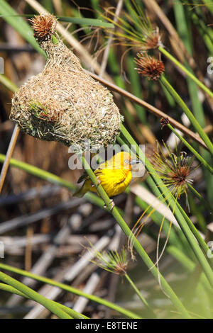 Kap-Weber (Ploceus Capensis) Nestbau in Südafrika. Stockfoto