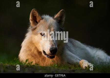 Der graue Wolf oder graue Wolf (Canis Lupus) liegen in der Sonne am Abend Stockfoto