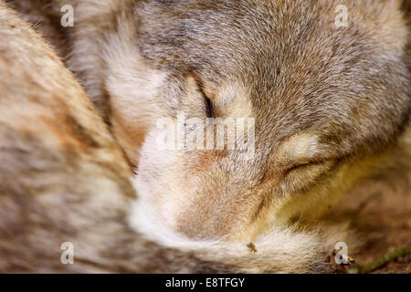 Eine schlafende grauer Wolf oder grau wolf (Canis Lupus) Stockfoto