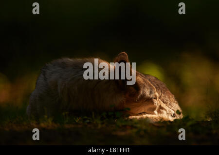 Eine schlafende grauer Wolf oder grau wolf (Canis Lupus) Stockfoto