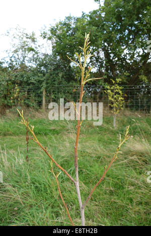 Schäden, die durch düsteren Birke Blattwespen, Craesus Latitarsus, Larven, die Blätter an einem Baum junge Erle, Alnus Glutinosus, Berkshire Stockfoto