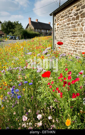 Wilde Blume Mischung ausgesät und gewachsen in einem Dorf Straßenrand in Wiltshire UK Stockfoto