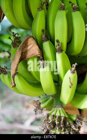 Grüne Bananen bereit, im Anti-Atlas-Gebirge zu Reifen.  Agadir, Marokko. Stockfoto
