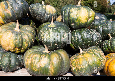 Moschus Kürbis (Cucurbita Moschata), Muskat de Provence, Muskatkürbis, Moschuss-Kürbis (Cucurbita Moschata) Stockfoto