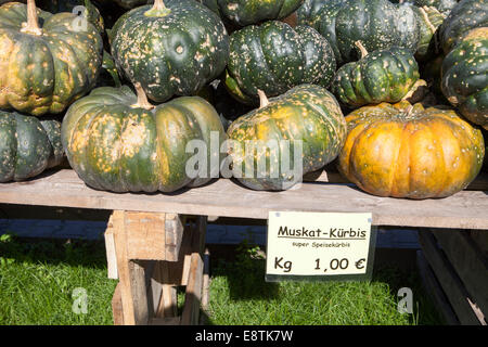 Moschus Kürbis (Cucurbita Moschata), Muskat de Provence, Muskatkürbis, Moschuss-Kürbis (Cucurbita Moschata) Stockfoto