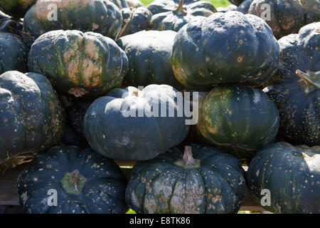 Moschus Kürbis (Cucurbita Moschata), Muskat de Provence Stockfoto