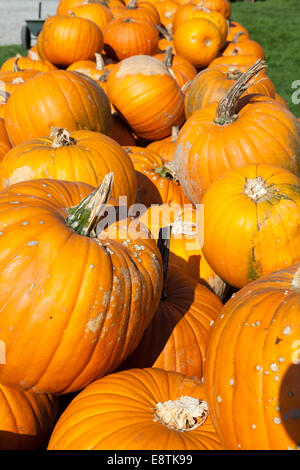 Halloween-Kürbis (Cucurbita Maxima) Stockfoto