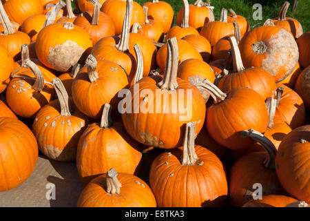 Halloween-Kürbis (Cucurbita Maxima) Stockfoto