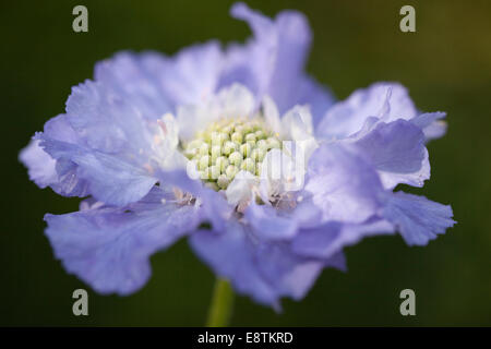 Scabiosa Caucasian - Nadelkissen Blume close up, UK Stockfoto