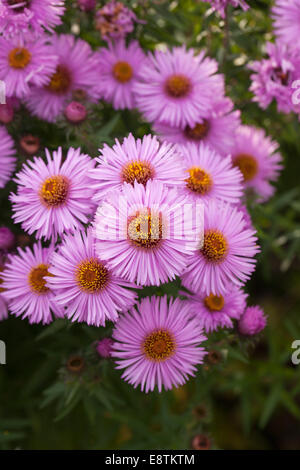 Nahaufnahme von rosa Michaeli Gänseblümchen in Blume Stockfoto