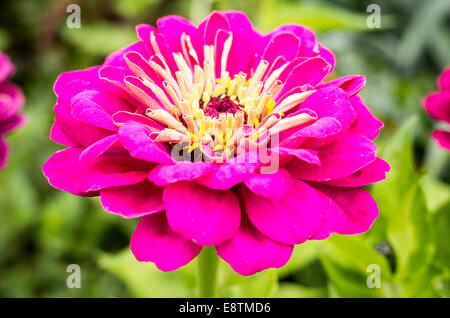 Zinnie 'Purple Prince' Blüte im September Stockfoto