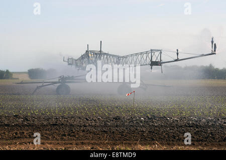 Briggs selbstfahrende Bewässerungssystem Bewässerung Salate. Stockfoto