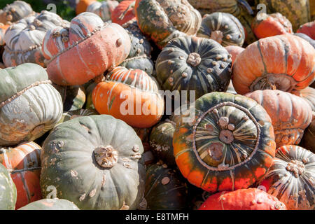 Turk Turban Kürbis (Cucurbita Maxima) Stockfoto