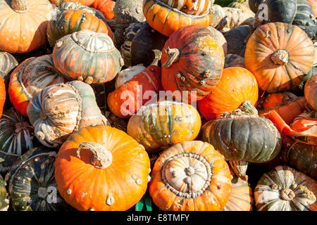 Turk Turban Kürbis (Cucurbita Maxima) Stockfoto