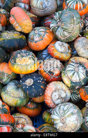 Turk Turban Kürbis (Cucurbita Maxima) Stockfoto