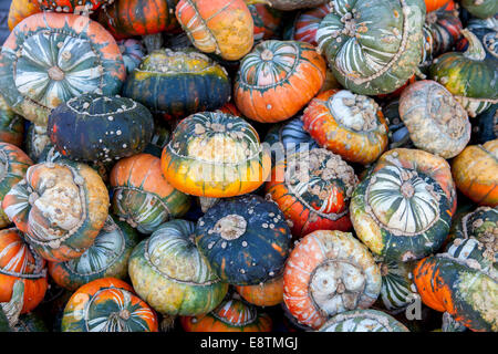 Turk Turban Kürbis (Cucurbita Maxima) Stockfoto