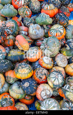 Turk Turban Kürbis (Cucurbita Maxima), Stockfoto