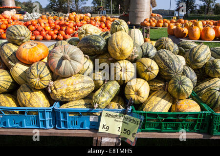 Spaghetti-Kürbis, (Cucurbita Pepo) Stockfoto