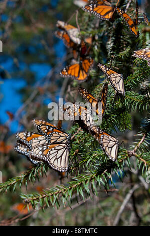 Monarchfalter auf der Sierra Chincua Monarch reservieren in Mexiko thront auf dem Ast einer Tanne. Stockfoto