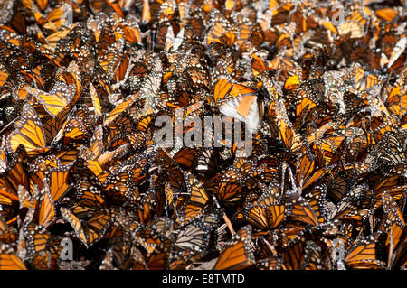 Ein Teppich der Monarchfalter als sie Pfütze an der Sierra Chincua Monarch Reserve in Mexiko Stockfoto