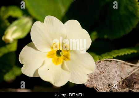 Eine einzelne Primel Blume am Kuh-Lücke, Eastbourne, East Sussex Stockfoto