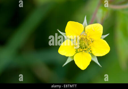 Wasser-Aven Blume genommen in Eastbourne, East Sussex Stockfoto