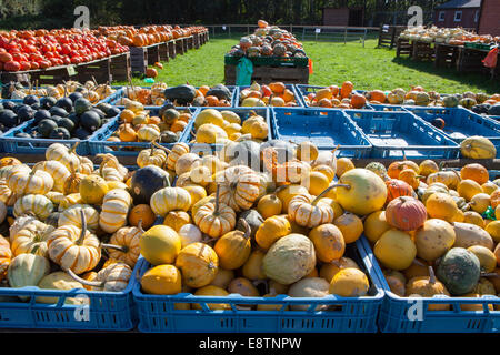 verschiedene Zucchini und Kürbisse, Kürbisse, zu verkaufen, Deutschland, Europa Stockfoto