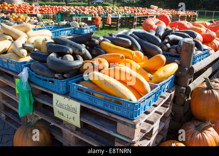 verschiedene Zucchini und Kürbisse, Kürbisse, zu verkaufen, Deutschland, Europa Stockfoto