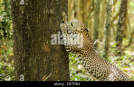 Leopard immer oben auf seinen Hinterbeinen zu kratzen ein Baum und seine Krallen schärfen. Diesen seltenen Anblick wurde am Wilpattu Sri Lanka gefangen genommen. Stockfoto