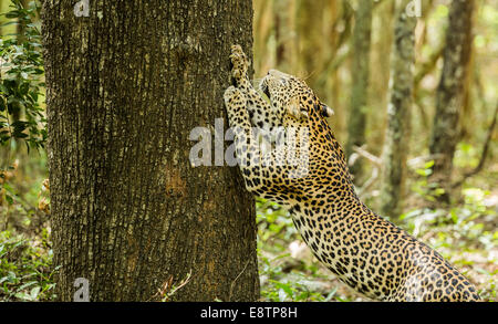 Streifenmungos (Urva vitticollis) im Waldhabitat der Trockenzone im Yala-Nationalpark, Sri Lanka. Stockfoto
