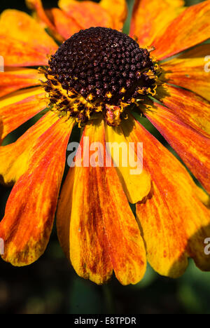 Nahaufnahme des frühen Blumen HELENIUM SAHIN Stockfoto