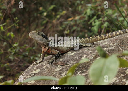 Australischer Wasserdrache Stockfoto