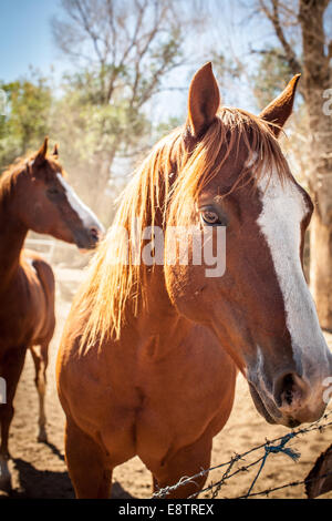 Zwei Pferde in einem Paddock. Stockfoto