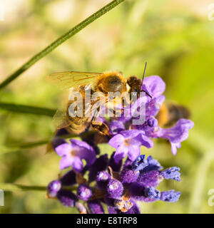 Eine Honigbiene Fütterung auf eine Lavendelpflanze. Stockfoto