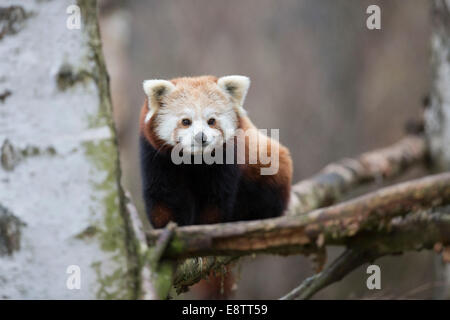 Roter Panda; Ailurus Fulgens; In Gefangenschaft; UK Stockfoto