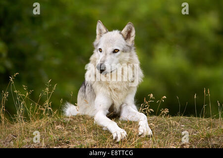Der graue Wolf oder graue Wolf (Canis Lupus) auf der Wiese liegend Stockfoto