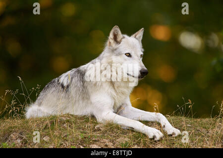 Der graue Wolf oder graue Wolf (Canis Lupus) auf der Wiese liegend Stockfoto