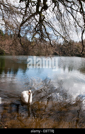 Höckerschwan (Cygnus Olor) auf das untere Loch, Bowhill, Selkirk Stockfoto