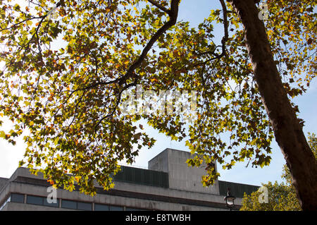 Ahornblättrige Platane Baum, Stadtzentrum London, UK Stockfoto