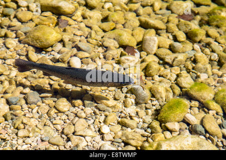 Schwimmen im klaren Flusswasser Regenbogenforelle Stockfoto