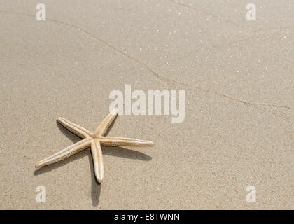 Draufsicht auf einen Seestern und seinen Schatten auf einem glatten Hintergrund von Sand. Schöner Strand. Stockfoto