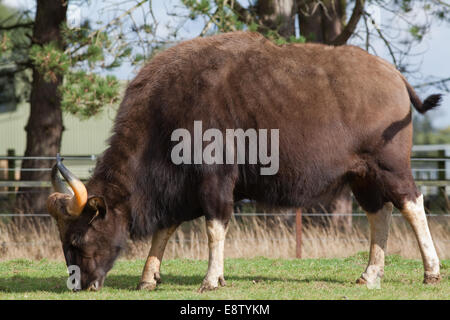 Gaur oder indische Bison, (Bos Gaurus). Größte aller wilden Rinder. Eingeborener nach Süden und Südwesten Asien. Hier in Whipsnade Zoo (ZSL), Stockfoto