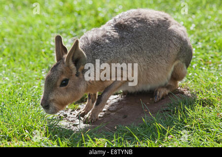 Mara, oder patagonische Hase (Dolichotis Patagonum). Verhaltensbezogene Haltung; "milde Vorlage" oder "Einladung" zu einem anderen. Hocken. Stockfoto