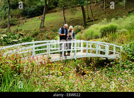 Die Hortensie-Tal im Trebah Gardens in der Nähe von Mawnan Smith, Cornwall, UK Stockfoto