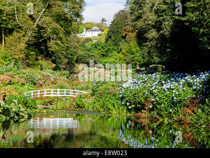 Die Hortensie-Tal im Trebah Gardens in der Nähe von Mawnan Smith, Cornwall, UK Stockfoto