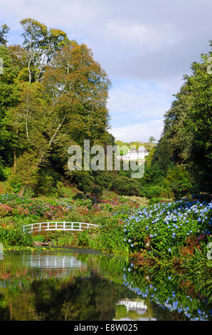 Die Hortensie-Tal im Trebah Gardens in der Nähe von Mawnan Smith, Cornwall, UK Stockfoto