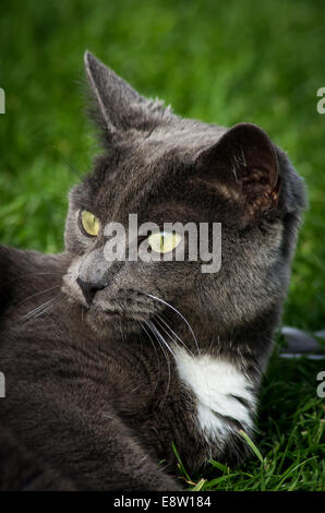 Korat Katze Portrait Stockfoto