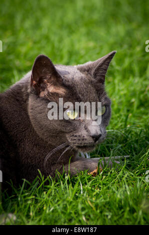 Korat Katze Portrait Stockfoto